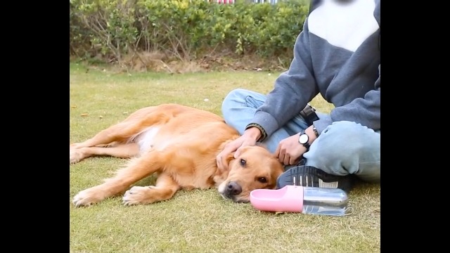 Amazon | OTTER Home 400ml 犬 水飲み器 散歩 給水ボトル ペット